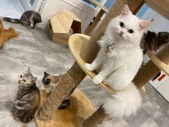 -楼上猫咖(罗湖店)
