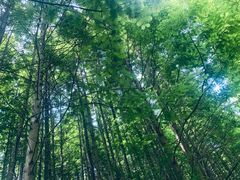 -桤木河湿地公园