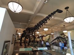 -美国自然历史博物馆