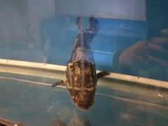 -山珍王国·云南野生菌石锅鱼