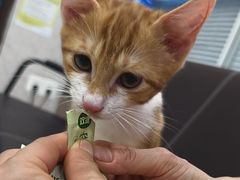 -福懋动物医院·犬猫全科·外科·重症科(杏林分院)