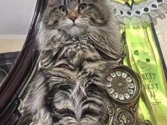 -青奢宠物·青奢猫舍