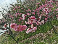 -花开海上生态园