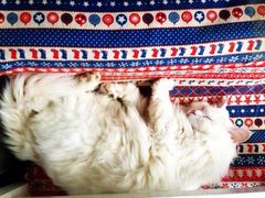 iphone_upload_pic-Anne猫窝咖啡屋