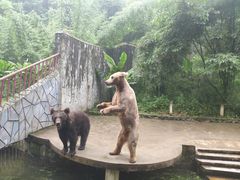 -贵州森林野生动物园