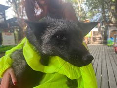 -宫城藏王狐狸村