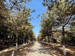 -云岗森林公园
