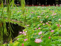 -荔湾湖公园