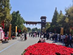 -泗洪洪泽湖湿地景区