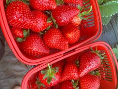 -甜心庄园·甜心草莓采摘园(西青中北店)