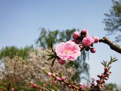 -海棠花溪(元大都城垣遗址公园)