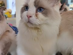 -喵喵咪呀布偶猫咖(春熙路店)