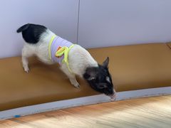 -猪盟咖啡店(玖洲道店)
