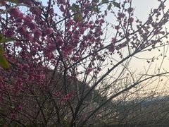 -梦娜斯庄园