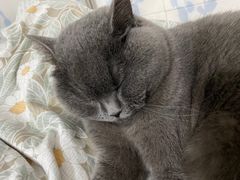 -创凡宠物医院·骨专科  猫科中心(西乡分院)
