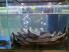-本炙炭烤·蒲烧活鳗料理店(金沙洲店)