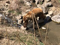 -新疆天山野生动物园