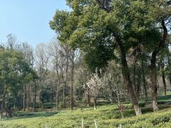 -野蔓果·山野菜(西湖景区·龙井茶田店)