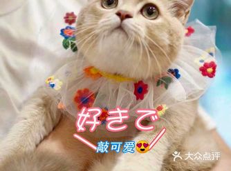 养猫人相见恨晚的宠物店️