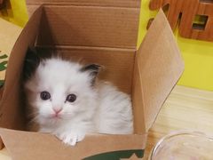 -十年猫舍·猫咪专门店(普陀店)