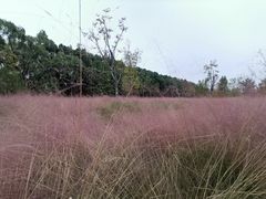 -昆山城市生态森林公园