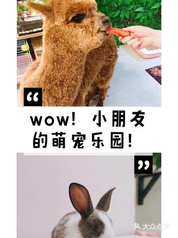 相信没有一个小朋友会拒绝萌萌哒的小动物的，因为它们是