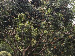 -蟹肉煲蟹肉(阊胥路店)