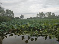 -大兴滨河森林公园