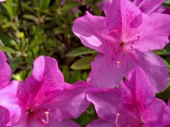 -宜昌富力皇冠假日酒店·咖啡1号西餐厅