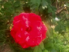 -亚龙湾国际玫瑰谷