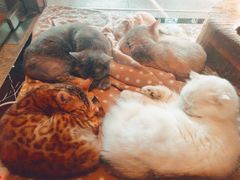 -more than meow吴止猫主题餐厅(承德 中船汇店)