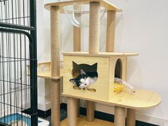 -创凡宠物医院·骨专科  猫科中心(西乡分院)