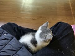 -楼上猫咖(罗湖店)