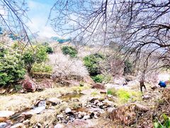 -广州市流溪河国家森林公园