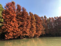 -上海海湾国家森林公园