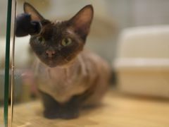 -momokira米努特·德文卷毛猫·棉花面纱犬