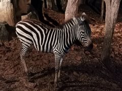 -清迈夜间动物园