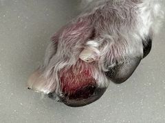 -PETKIT小佩宠物·低压洗护(国顺东路店)