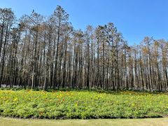 -上海共青森林公园