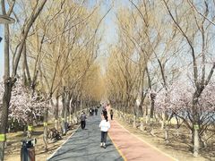 -大兴滨河森林公园