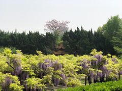 -嘉定紫藤园