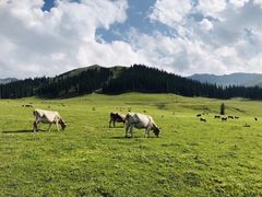 -新疆那拉提国家旅游度假区