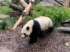 -成都动物园