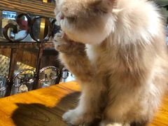 -more than meow吴止猫主题餐厅(承德 中船汇店)