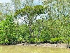 -东寨港红树林旅游区