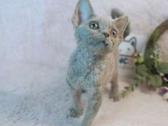 -十年猫舍·猫咪专门店(普陀店)