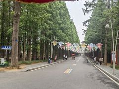 -日照海滨国家森林公园