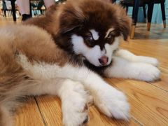 -遇见羊驼·奶狗咖·布偶猫咖·法斗柯基柴犬阿拉斯加(春熙路太古里IFS店)