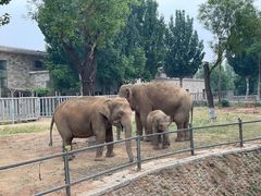 -石家庄市动物园