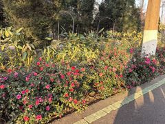 -合肥滨湖国家森林公园